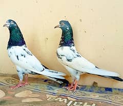 Teddy kabootar/pigeon