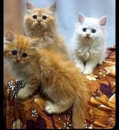 kittens for sale 03234102419