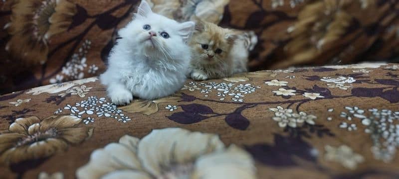 kittens for sale 03234102419 1