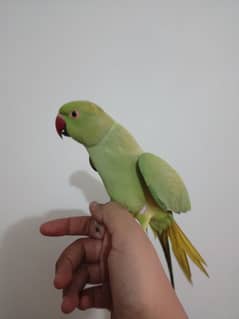 green ringneck