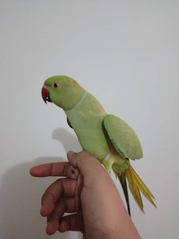 green ringneck 0