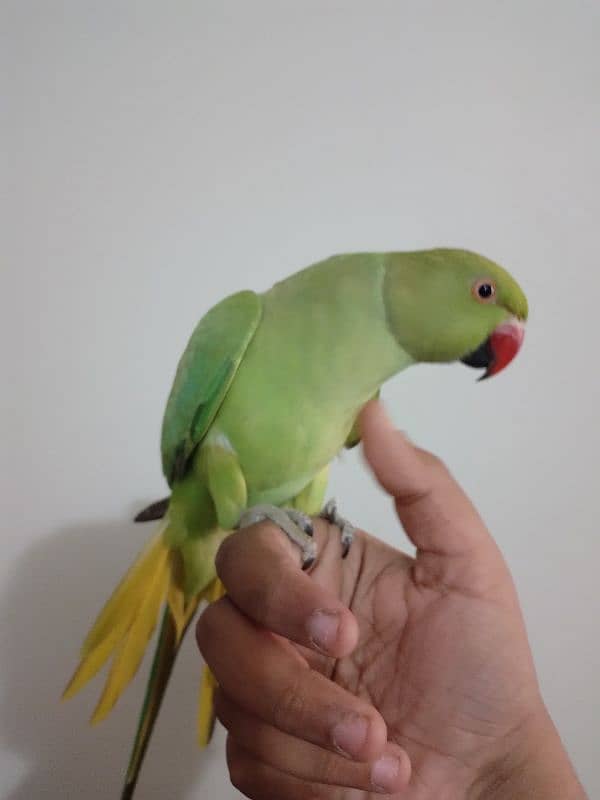 green ringneck 1