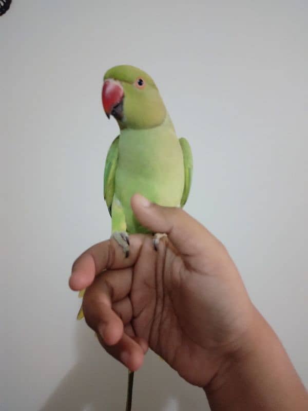 green ringneck 2