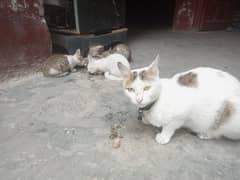 Home Tamed Cat With 3 Cute Kittens