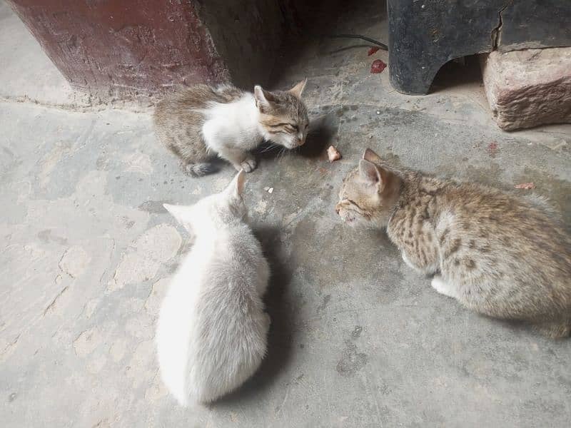 Home Tamed Cat With 3 Cute Kittens 1