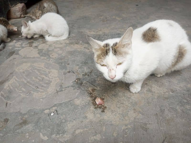 Home Tamed Cat With 3 Cute Kittens 2