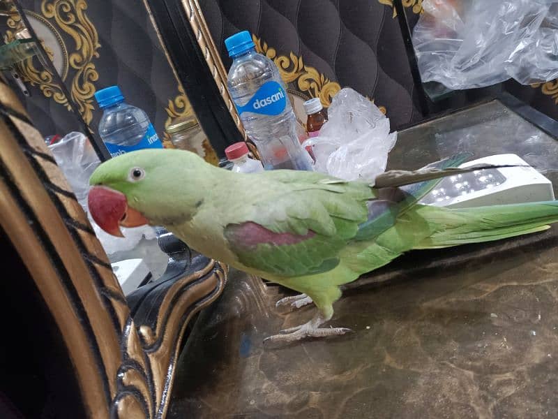 Jumbo size Male parrot baby Tamed 0