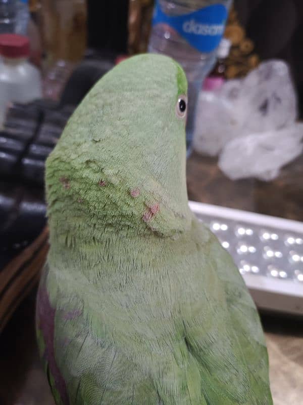 Jumbo size Male parrot baby Tamed 1