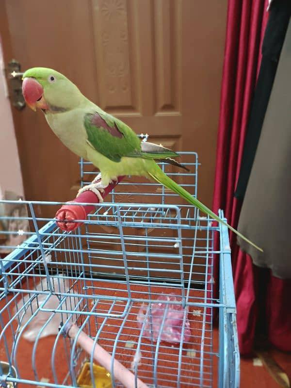 Jumbo size Male parrot baby Tamed 2