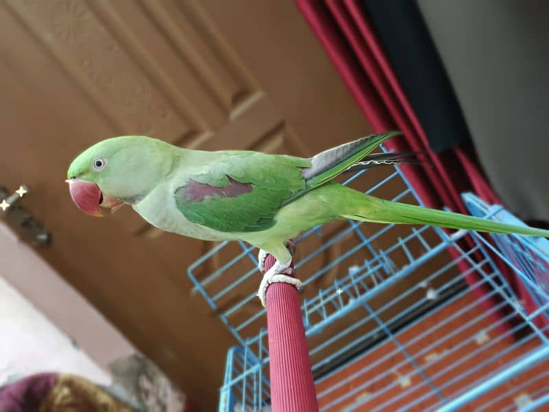 Jumbo size Male parrot baby Tamed 3