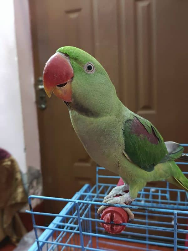 Jumbo size Male parrot baby Tamed 4