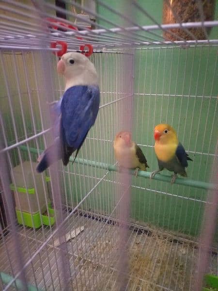 Green euwing opline , Parblue opline , Blue opline, lovebird 3