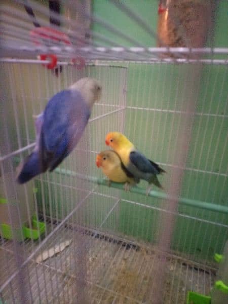 Green euwing opline , Parblue opline , Blue opline, lovebird 4