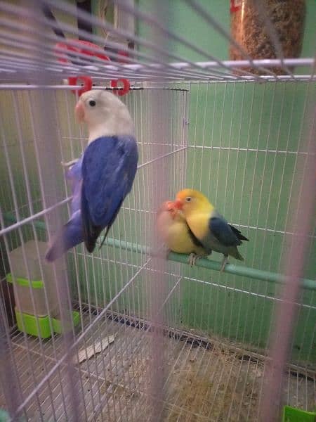 Green euwing opline , Parblue opline , Blue opline, lovebird 5