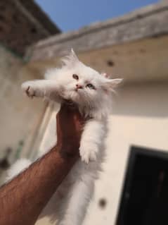 persian kitten for sale