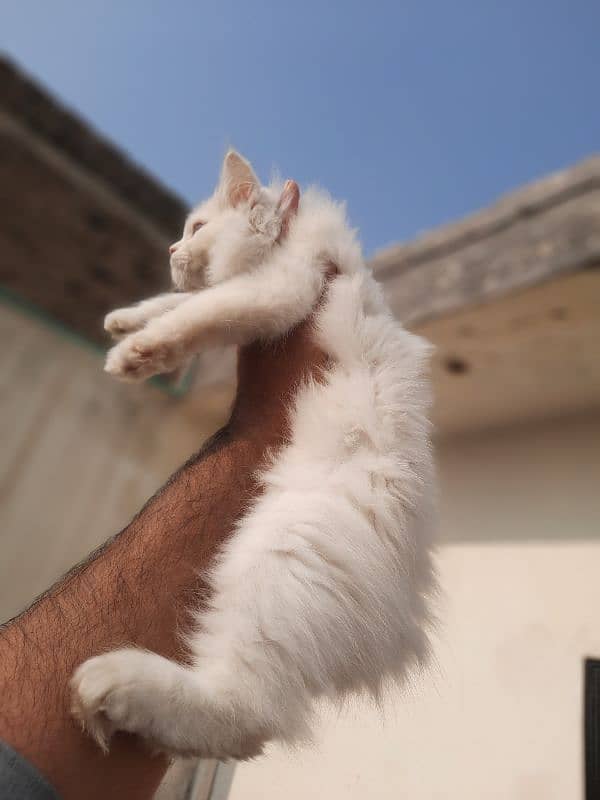 persian kitten for sale 1