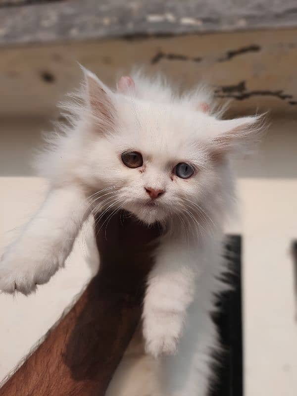 persian kitten for sale 2