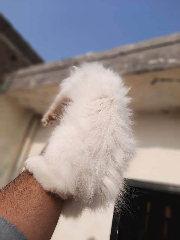 persian kitten for sale 3