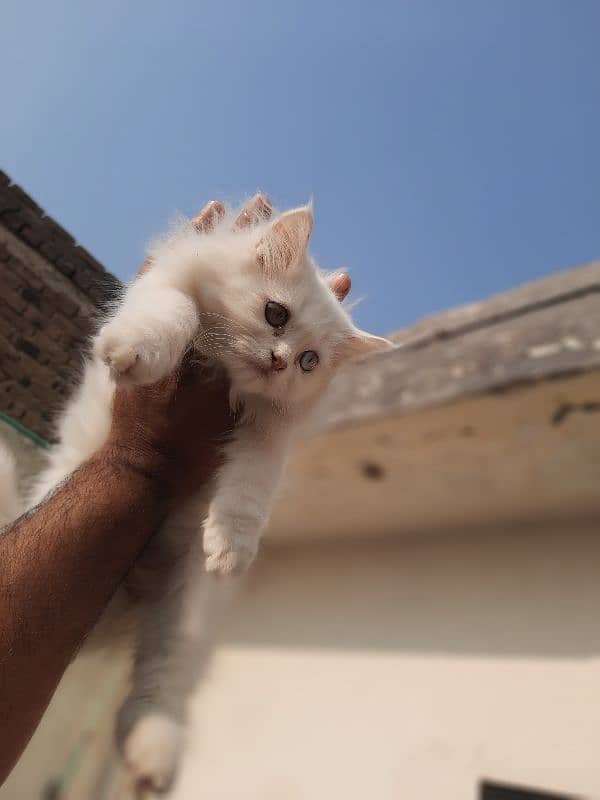 persian kitten for sale 5