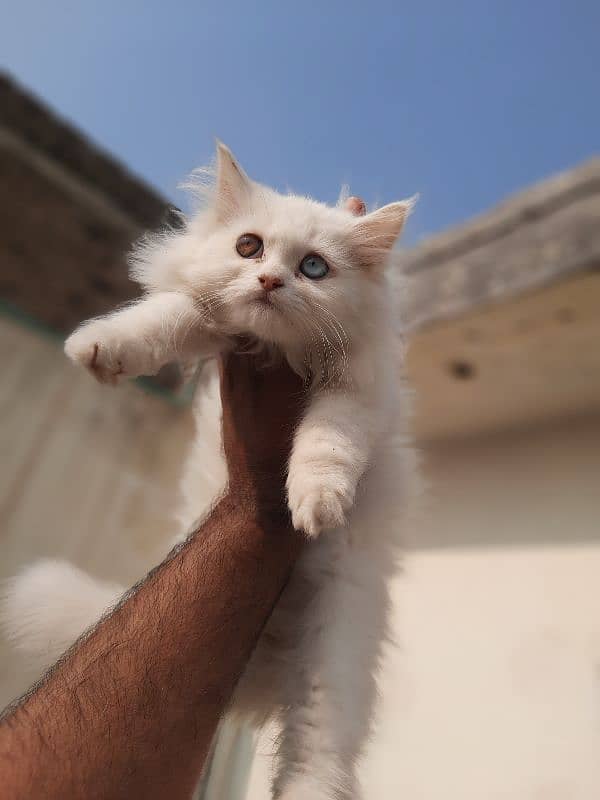 persian kitten for sale 6