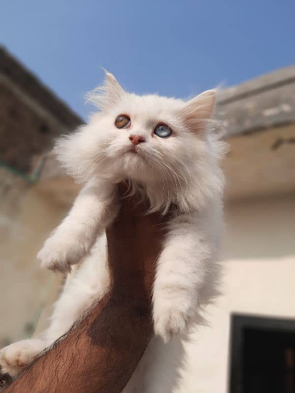 persian kitten for sale 7