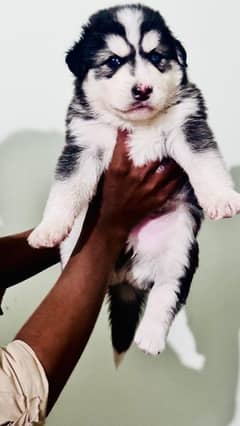 Siberian husky male and female available