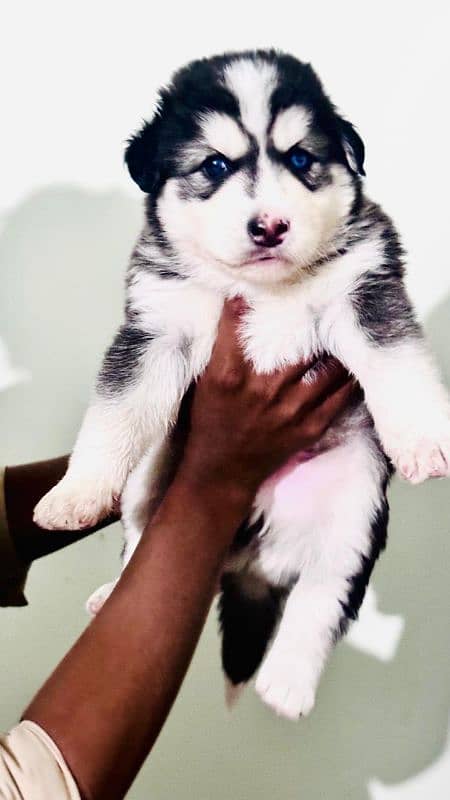 Siberian husky male and female available 1