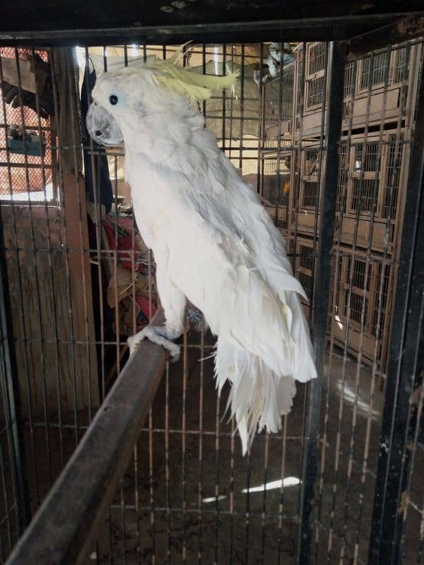 Tritron Cockatoo male/03152248124 0