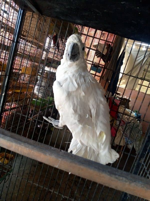 Tritron Cockatoo male/03152248124 1