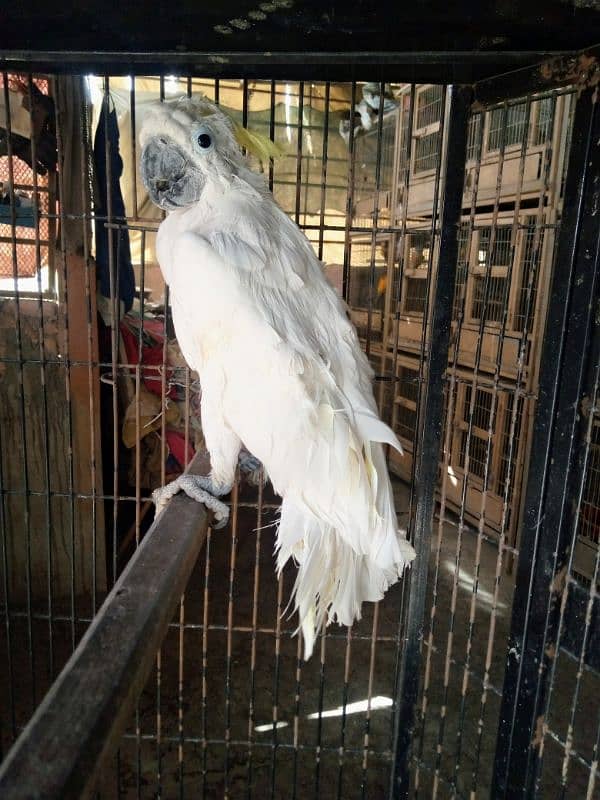 Tritron Cockatoo male/03152248124 2