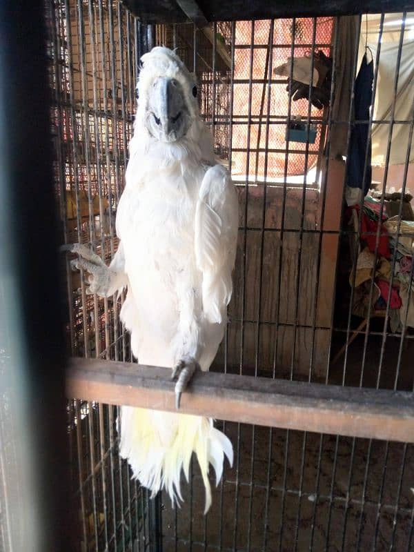 Tritron Cockatoo male/03152248124 3