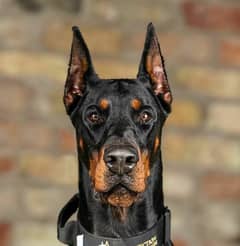 Doberman