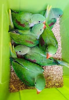 parrots for sale 03430448280