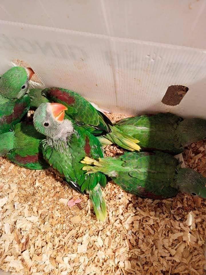 parrots for sale 03430448280 1