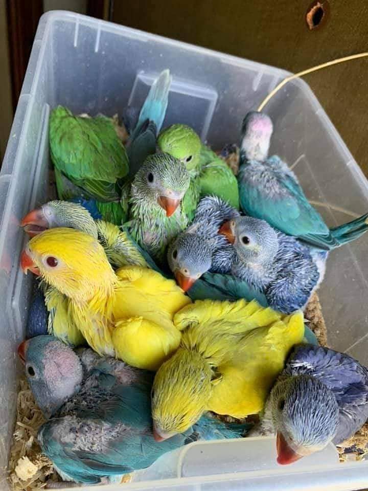 parrots for sale 03430448280 2