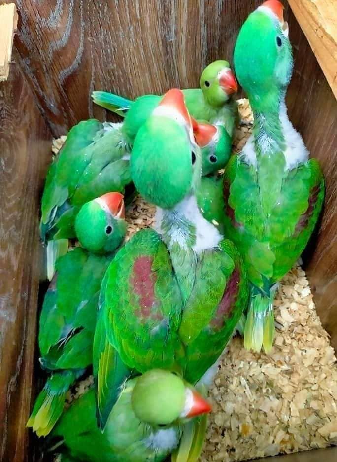 parrots for sale 03430448280 3