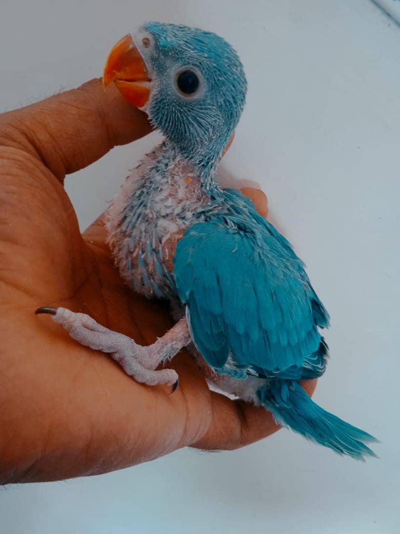 parrots for sale 03430448280 8