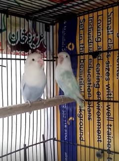 Love Birds300 Pair