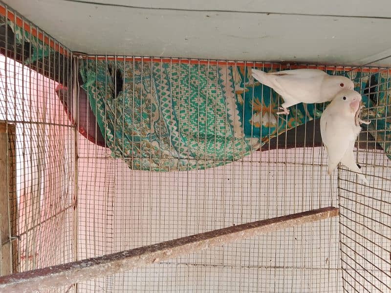 Albino Red Eyes Albino split red eyes Lovebirds pair 1