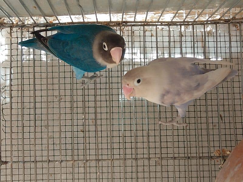 Albino Red Eyes Albino split red eyes Lovebirds pair 4