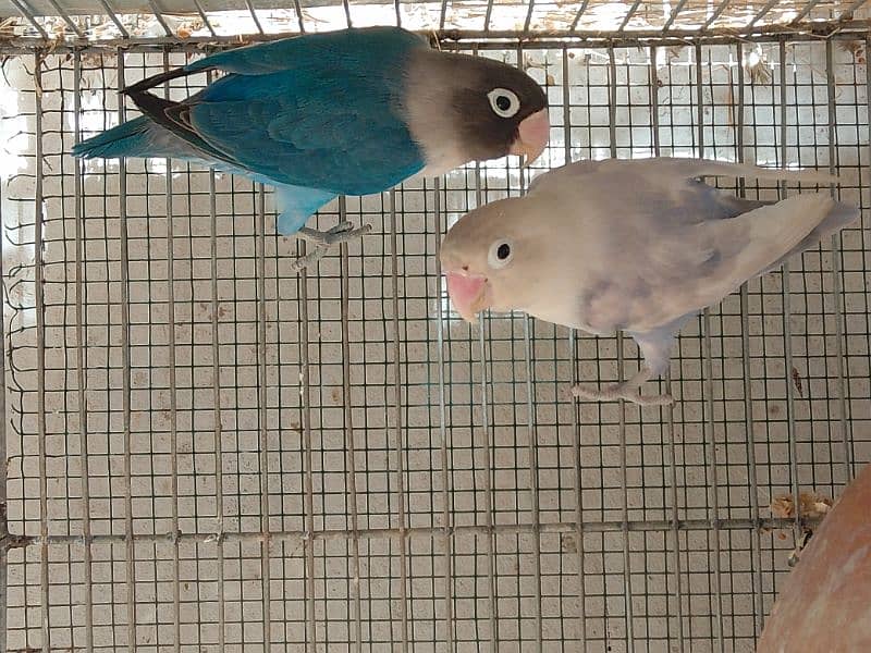 Albino Red Eyes Albino split red eyes Lovebirds pair 5