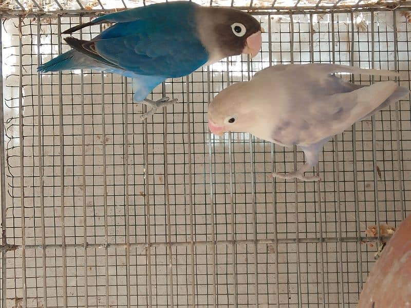 Albino Red Eyes Albino split red eyes Lovebirds pair 6