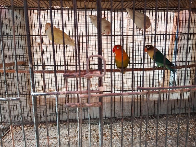 Albino Red Eyes Albino split red eyes Lovebirds pair 7