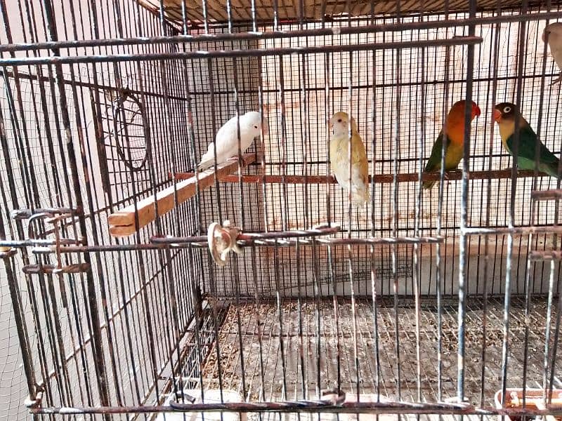 Albino Red Eyes Albino split red eyes Lovebirds pair 10