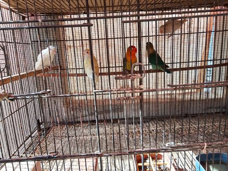 Albino Red Eyes Albino split red eyes Lovebirds pair 11