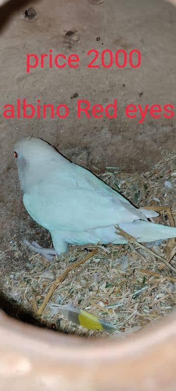 fellow red eyes 4