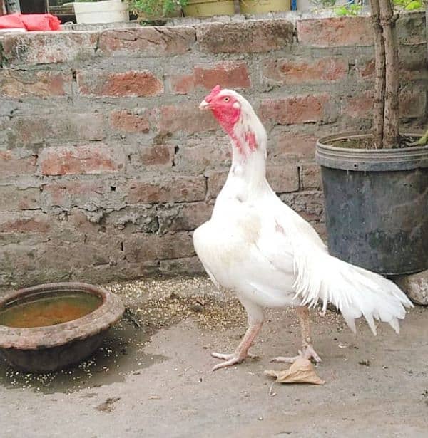 Pure Paper White |Heera Aseel |Breeder Hen 0