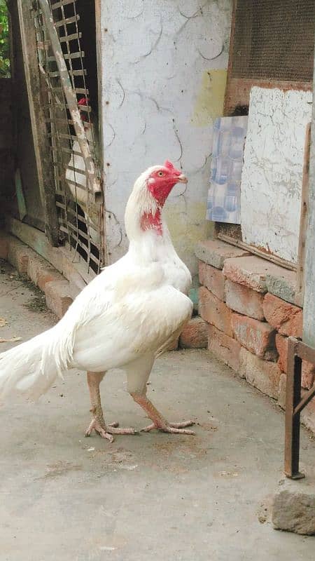 Pure Paper White |Heera Aseel |Breeder Hen 1