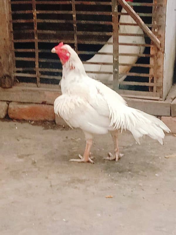 Pure Paper White |Heera Aseel |Breeder Hen 2