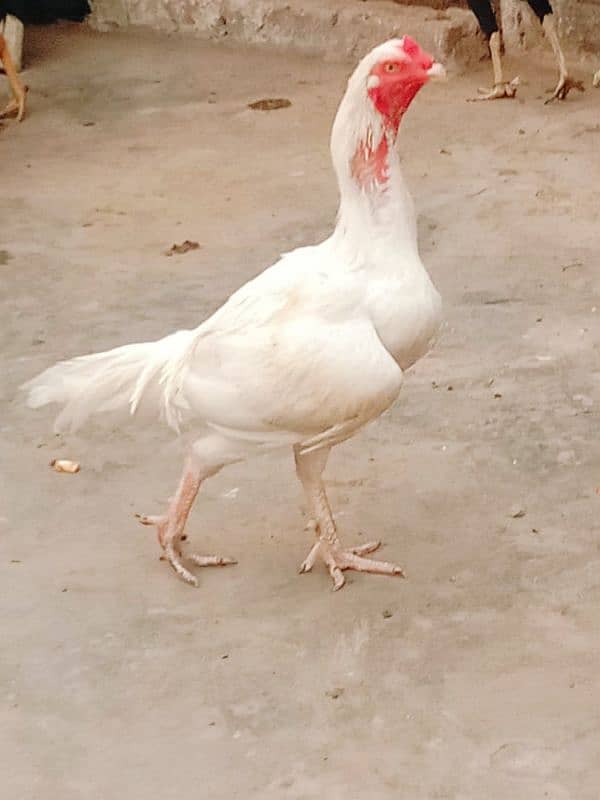 Pure Paper White |Heera Aseel |Breeder Hen 3